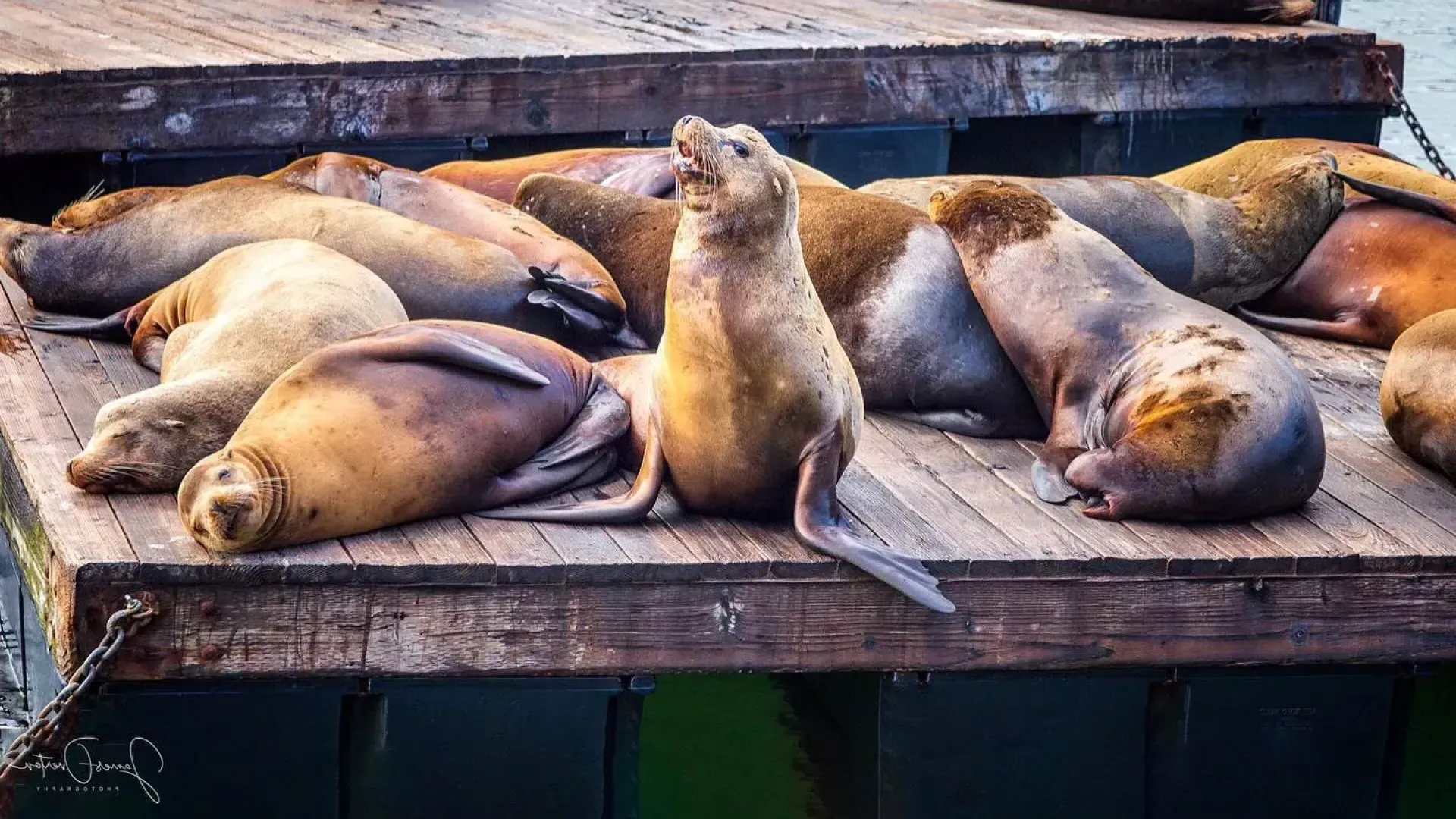 海狮们正在pier 39的K码头休息.